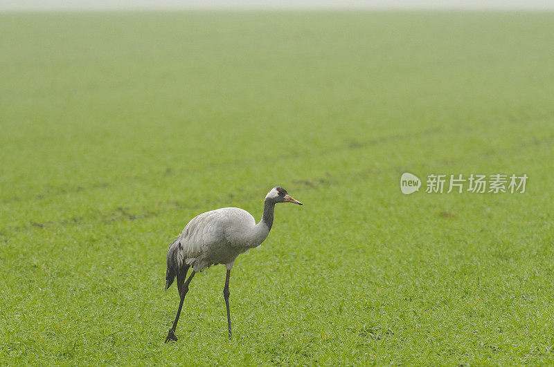 在迁徙季节的普通鹤(Grus Grus)